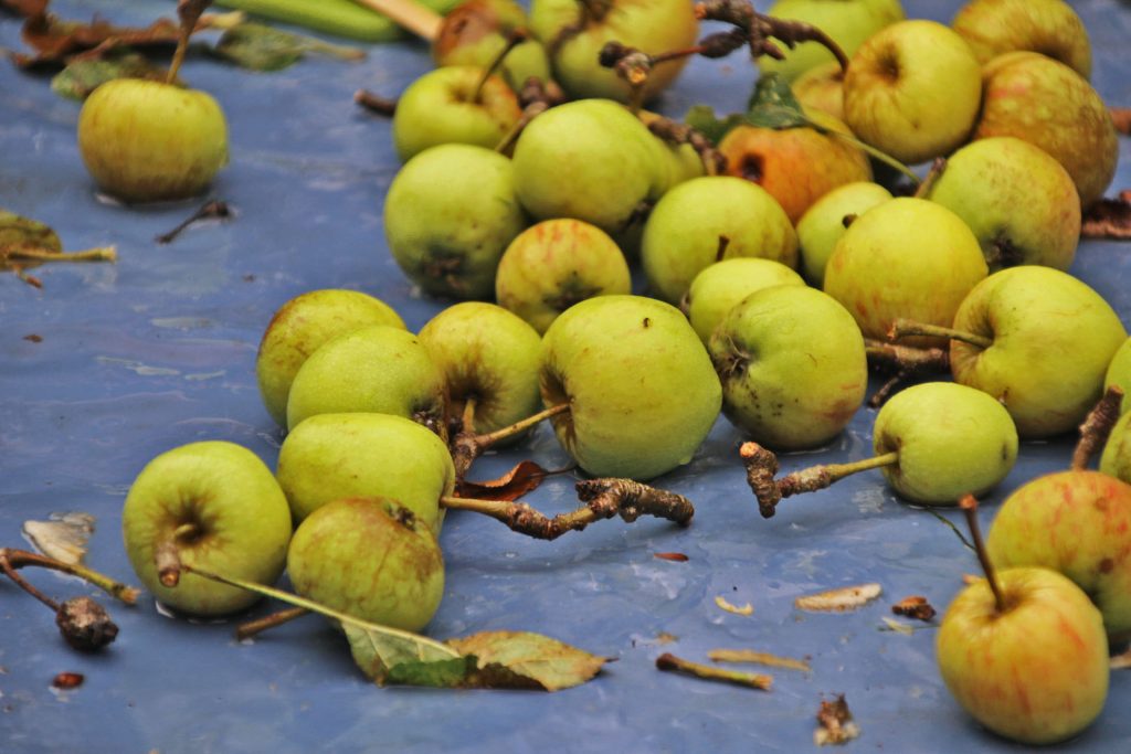 autumn apples